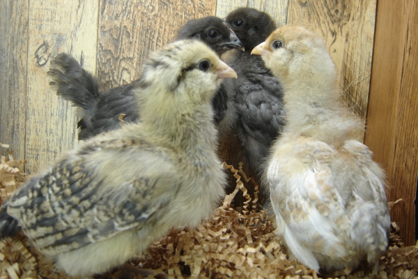 4 Pullet Chicks Week 2 - 2 Steel Blue and 2 Easter Egger